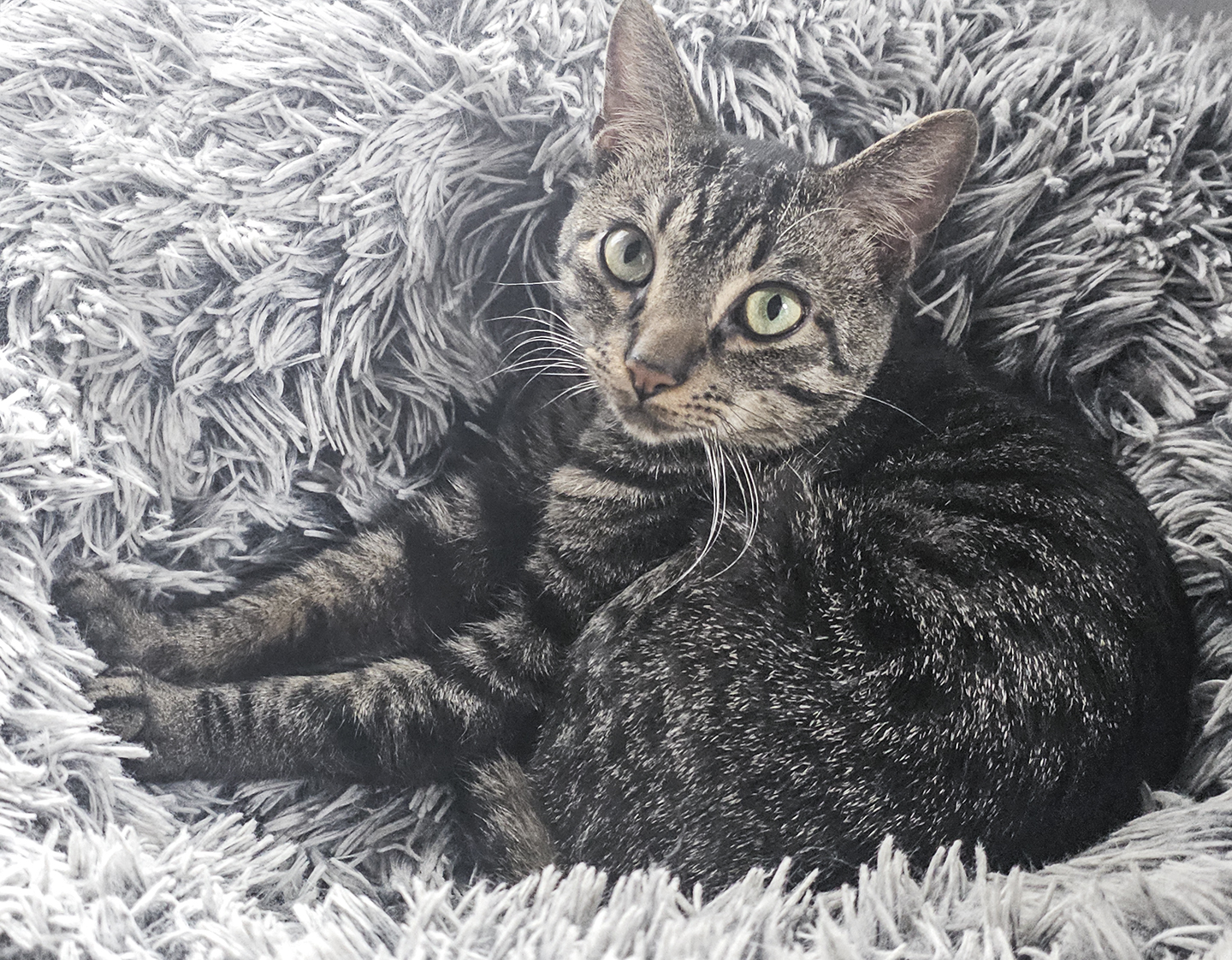 Top Cat Sanctuary cat photo